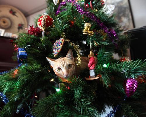 https://ratherfetching.files.wordpress.com/2010/12/cat_in_a_christmas_tree-79666.jpg